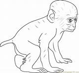 Baboon Coloringpages101 Baboons sketch template