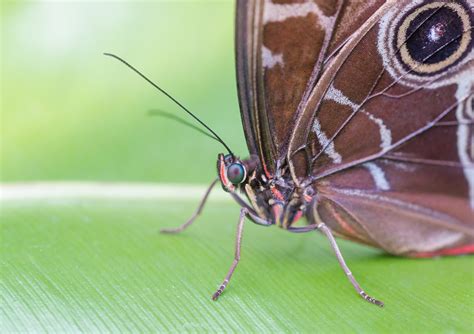 schmetterling butterfly foto bild tiere natur bilder auf