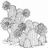 Cactus Coloring Pages Flower Printable Kids Print Desert Cute Plants Drawing Colouring Adult Sheets Plant Cacti Kaktus Mandala Book Succulent sketch template