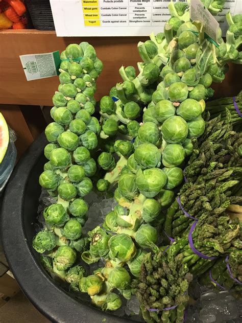 apparently    brussels sprouts grow mildlyinteresting