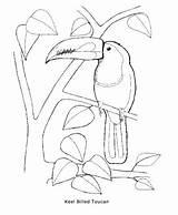 Coloring Toucan Keel Billed Designlooter 12kb 487px Getdrawings Capybara sketch template