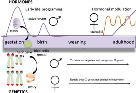 Sources Of Sex Differences In The Brain The Bipotential Gonad Is