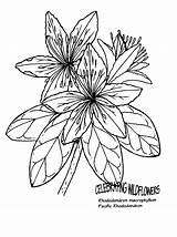 Rhododendron Designlooter sketch template