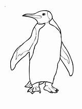 Penguin Coloring Pages Penguins Drawing King Adelie Outline Emperor Simple Cute Colouring Pittsburgh Color Printable Template Little Blue Print Realistic sketch template