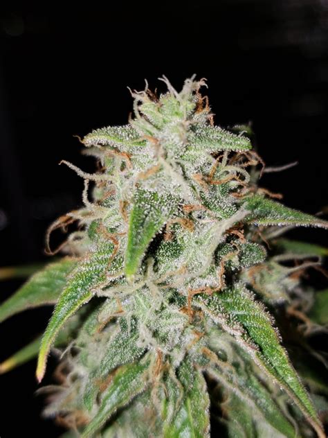 autoflower strains flowering time questions page   magazine