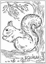 Squirrel Coloring Everfreecoloring sketch template