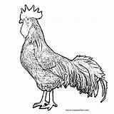 Rooster Coloring Pages Drawing Chicken Realistic Kids Action Year Color Getdrawings Getcolorings Hen Printable Clipartmag Library Clipart Print Easy Crayon sketch template