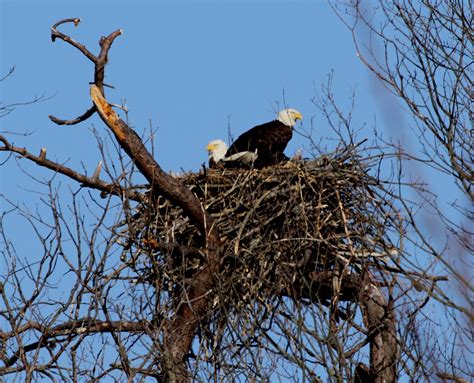 birds   bush  worthup   eaglets natural lands