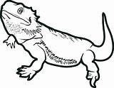 Amphibians Drawing Clipartmag Coloring Pages Reptiles sketch template