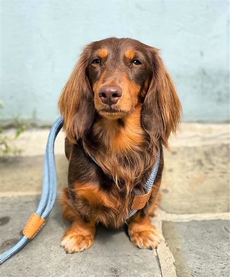 long haired miniature dachshund  ultimate purebred icon