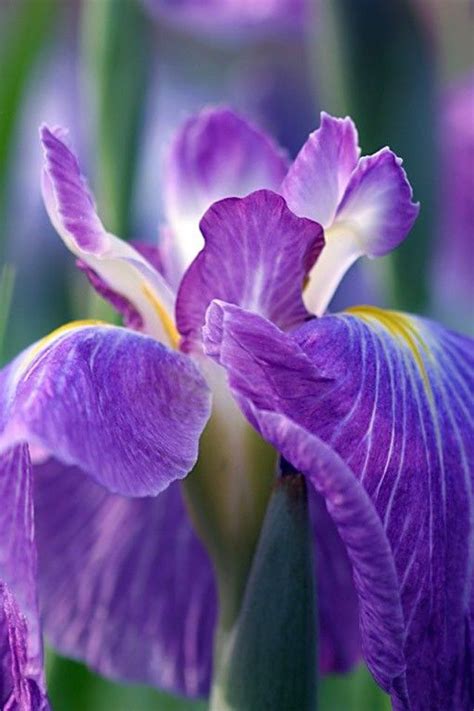 ideas  iris  pinterest gardens dwarf iris  early spring