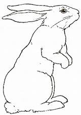 Coloring Rabbits Hare Sketch 1126 Sketchite Lapin Kidsworksheetfun Bunnies sketch template