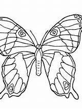 Papillon Coloriages Joli Hugo Symétrique sketch template