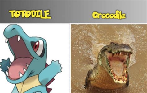 meet  real reptile pokemon  inspired pokemon  reptiles guru