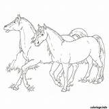 Colorare Poulain Cavallo Cheval Cavalli Disegni Colorier Arabi Corsa Fantino Cavallino Arabo Immagini Puledro sketch template