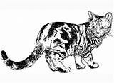 Calico Realistic Coloriage Bubakids Sheets Ancenscp Animaux sketch template