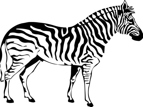 zebra head coloring pages  getdrawings
