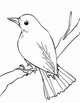 Nightingale Bird Coloring Pages Outline Drawings Color Drawing Clipart Easy Mynah Printable Birds Sheet Tattoo Animals Animal 3d Sketches Clip sketch template