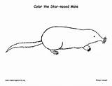 Mole Coloring Nosed Star Pdf Printing Exploringnature sketch template