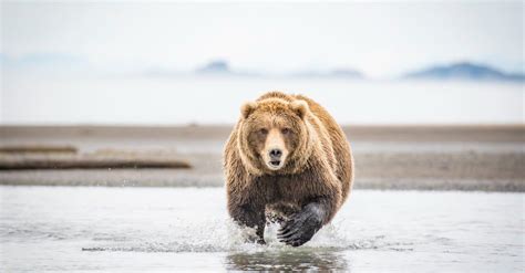kodiak bear  siberian tiger   win   fight   animals