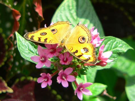 butterfly flowers  photo  freeimages