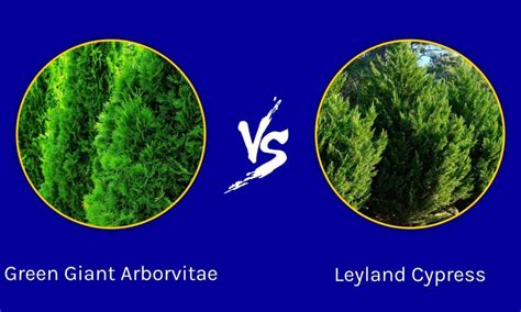 green giant arborvitae  leyland cypress whats  difference   animals