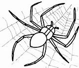 Coloring Pages Spider Halloween Printable Print Spiders Color Getcolorings Getdrawings Colorings sketch template