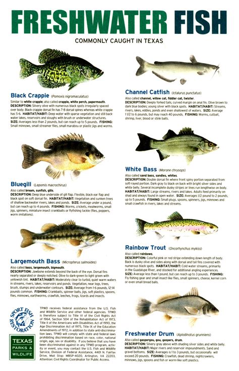 freshwater  saltwater fish commonly caught  texas page