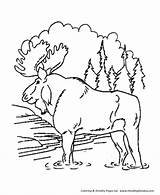 Moose Coloring Pages Bull Animal Wild Honkingdonkey Animals sketch template