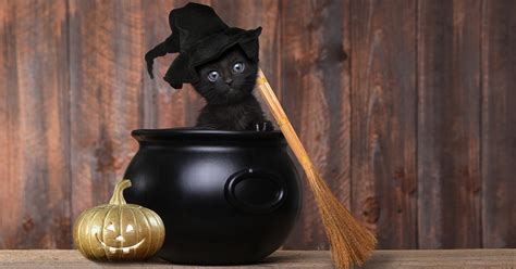 black cats   halloween furtropolis
