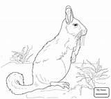 Chinchilla Pages Getdrawings Drawing sketch template
