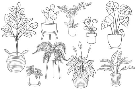 coloring pages potted house plants