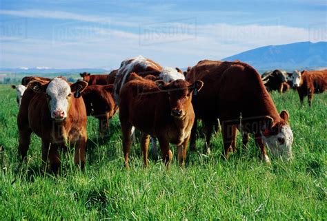 livestock beef  calf herd   pasture central montana usa stock photo dissolve