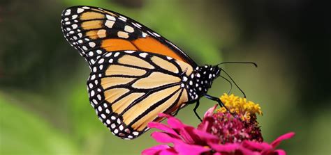 Update The Monarch Butterfly An Icon Endangered Hillnotes