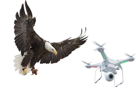 drones eagles  coming    video  york post