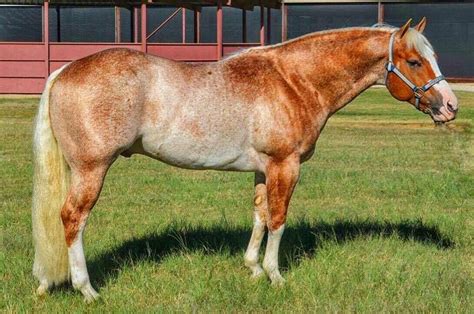 color   mare bay roan  horse forum