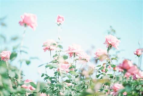 beautiful blue sky cute flower flowers love pink