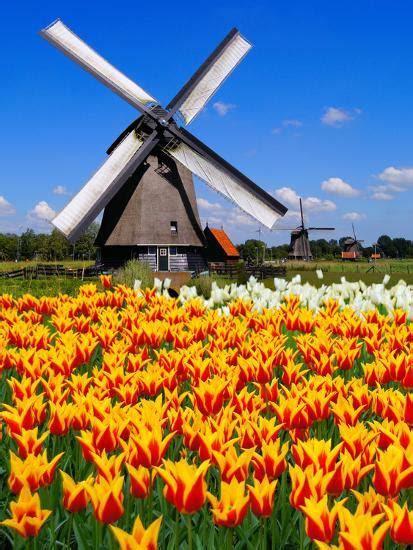Dutch Windmills And Tulips Photographic Print By Jeni Foto
