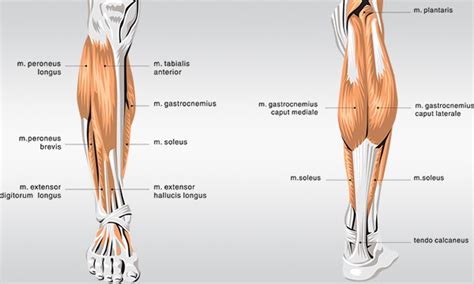 bigger calves      gymventures