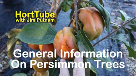 persimmon tree  fruit fruit trees