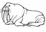 Sea Lion Coloring Pages Getcolorings Color Printable sketch template