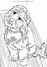 Coloring Pages Goldendoodle Dog Template sketch template