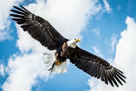 amerikanischer weisskopfseeadler foto bild tiere vogel greifvogel bilder auf fotocommunity