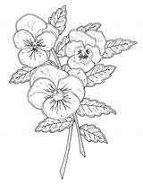 Pansy Pansies Embroidery sketch template
