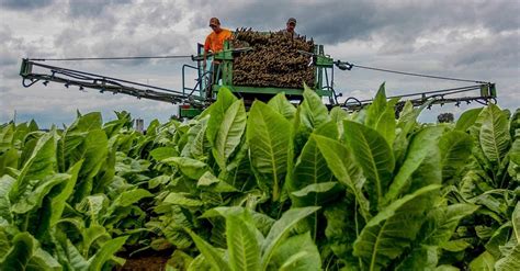 There S A Fight In America’s Tobacco Growing Heartland To Raise The