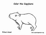 Capybara Exploringnature Mammals Rainforest Capybaras sketch template