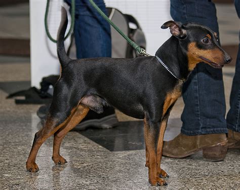 miniature pinscher facts pictures price  training dog breeds