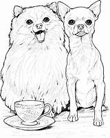 Coloring Pages Pug Printable Comments Chihuahua sketch template