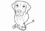 Labrador Retriever Olds Howtodraw Getcolorings Divyajanani sketch template