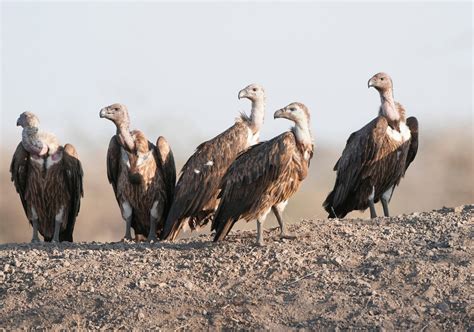 vulture safe drug offers hope  south asias scavengers   pole